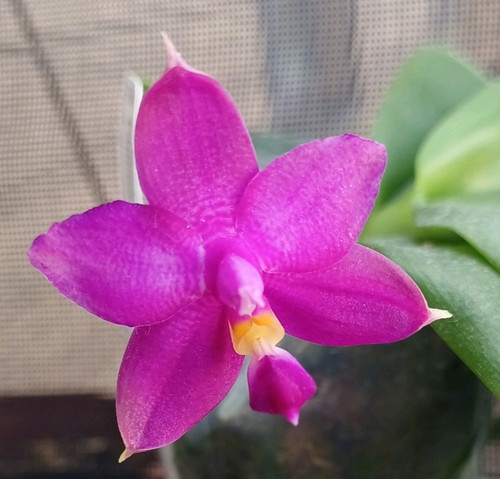 Phalaenopsis mituo hsien - mituo,