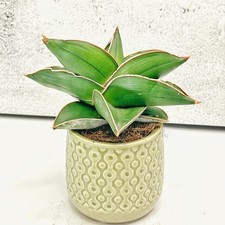 Sansevieria ‘Samurai’ |