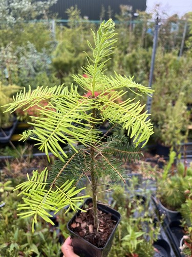Grand fir 60cm abies - fir,
