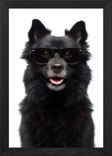 Cool Schipperke Dog in