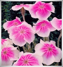 6 x Plug Plants Lychnis Coronaria  Campion 'Angels Blush'  Clumping   Perennial