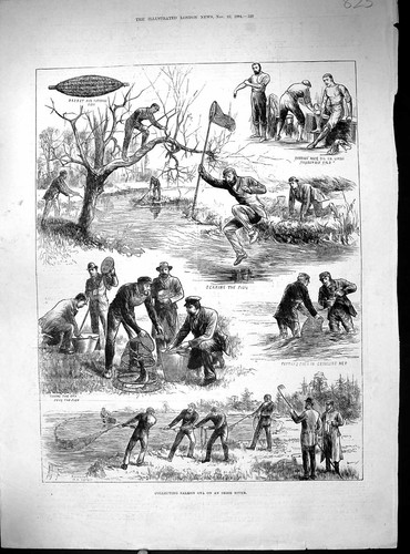 Old antique print - antique, 1884