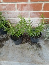 2 Rosemary Herb plants in 10.5cm pots approx.