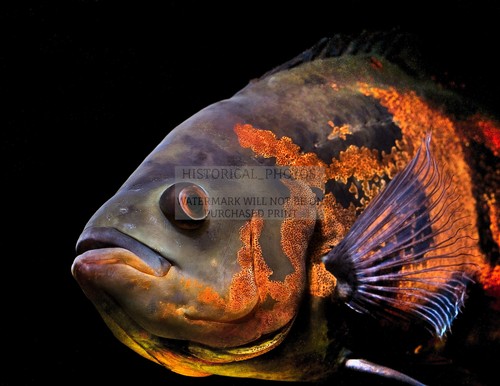 Oscar aquarium fish south - oscar,
