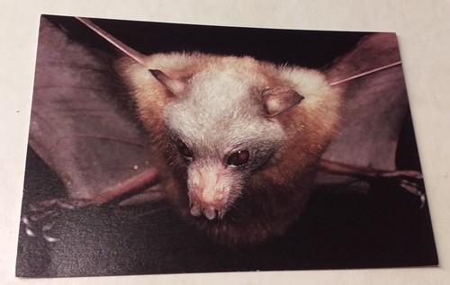 Taxidermy flying fox bat field - fox,