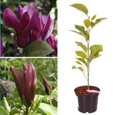 Magnolia Black Tulip PBR Rare