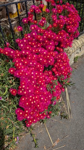 Lampranthus tresco plug - 5,