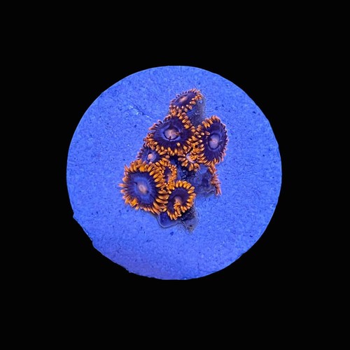 Fire and ice zoanthids saq - fire,