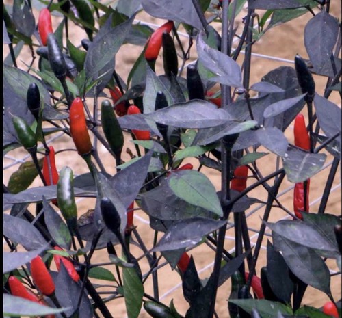 Pepper hot chilli - 1,