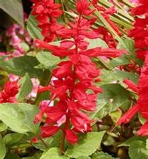 SCARLET SAGE-SALVIA FREE