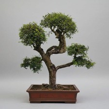 Large Chinese Elm (Ulmus