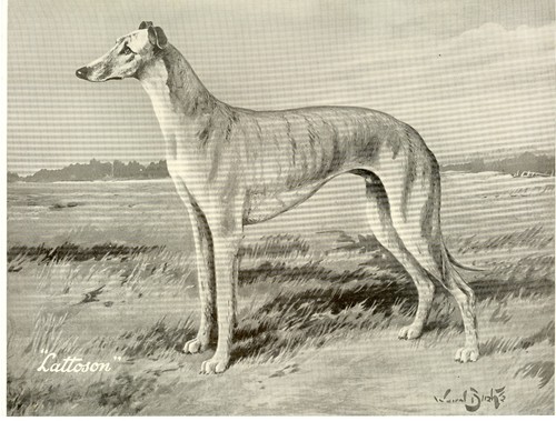 Greyhound vintage 1934 named - greyhound,