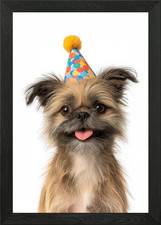 Brussels Griffon Dog with