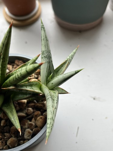 Sansevieria hybrid laila - laila, or