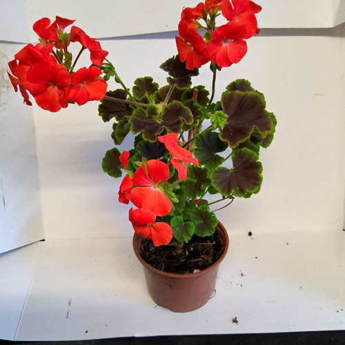 Geranium potted - (pelargonium),