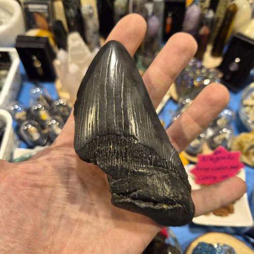 Megalodon shark tooth - megalodon,