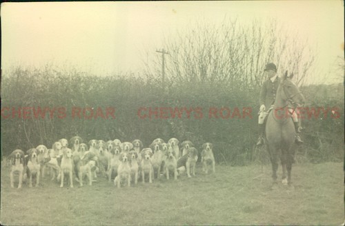 Hunting dogs pack beagles with - pack,