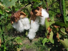 Red Tree Cotton - Gossypium