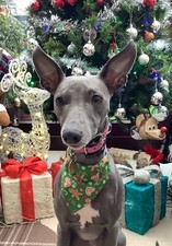 Dog Neck Bandana ~ Christmas ~