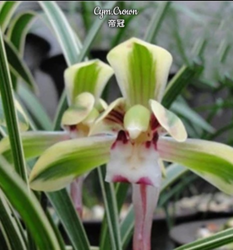 Cymbidium crown variegated - cymbidium,