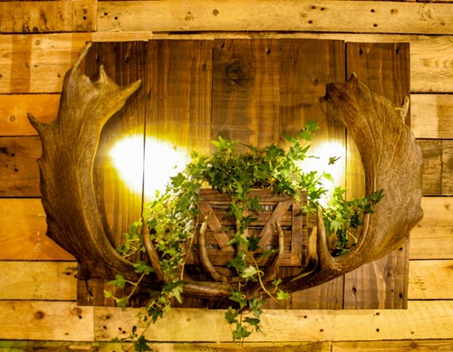 Fallow deer antler - fallow,