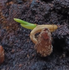Date palm seedling germinated