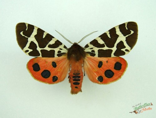 Garden tiger moth arctia - arctia, caja