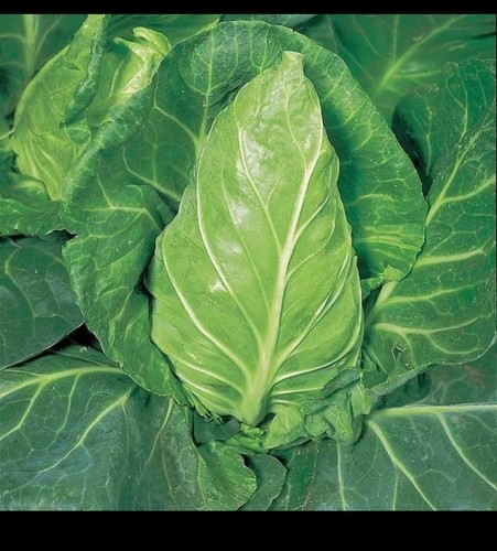 Cabbage plug plants - plug,