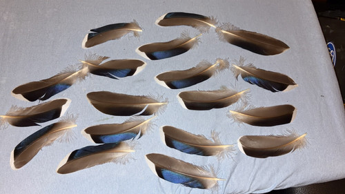 Mallard duck feathers x18 - feathers, arts