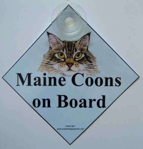 Maine coon cat art - maine,