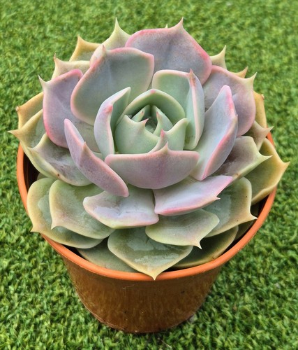 Echeveria lotus beautiful - echeveria,