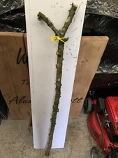 Apple SHANK WALKING STICK