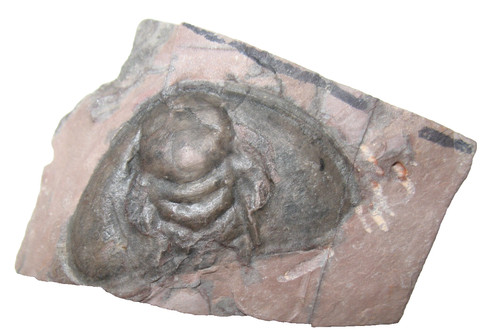Cambrian fremontia mesonacis - cambrian,