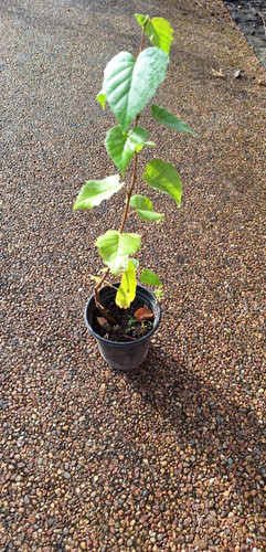 Silver birch sapling pruned - birch,
