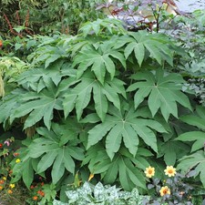 Tetrapanax Rex Semi-Evergreen