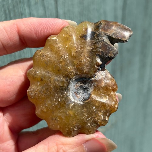 Ammonite fossil - ammonite, (a10)