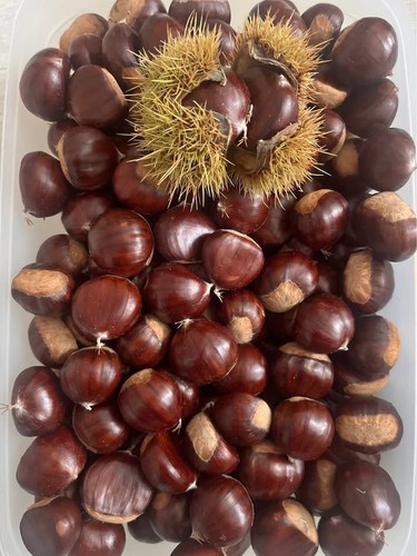 Chestnuts freshly picked - chestnuts,