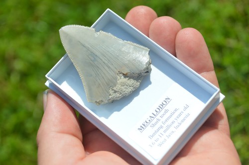 B32 wow genuine megalodon - b32,,