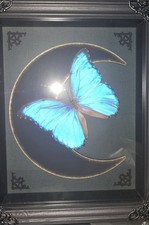 Framed Blue Morpho Butterfly