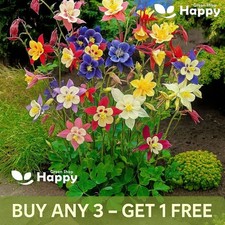 COLUMBINE - McKana Giants mix