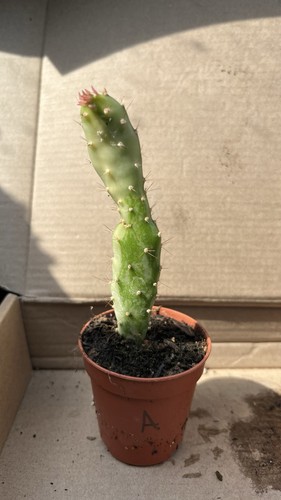 Opuntia monacantha