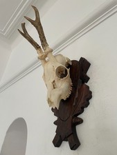 Antlers on top half of skull 437 Real Taxidermy mounted interior design
