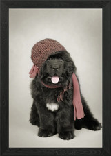 Newfoundland dog puppy Framed