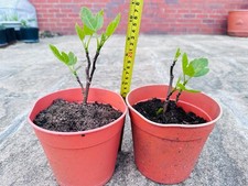 FIG TREE- BROWN TURKEY -