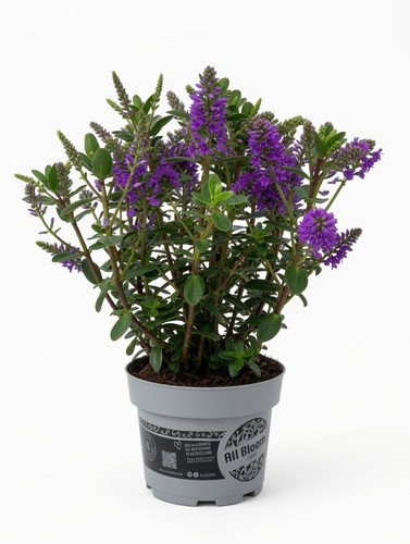 Purple flowering hebe shrub - shrub, |