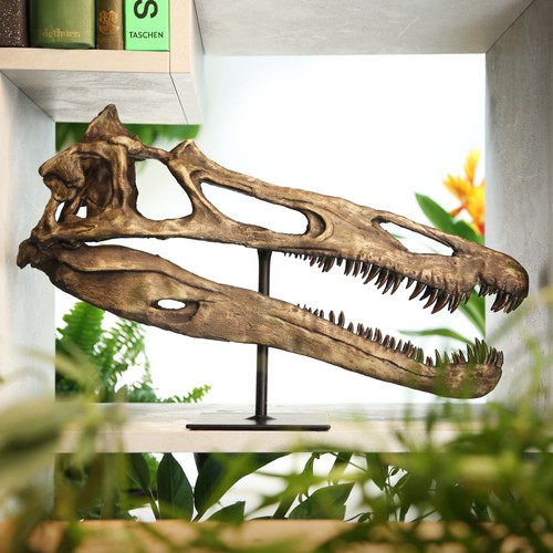 Suchomimus dinosaur skull - suchomimus,