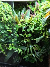 TERRARIUM KIT (EXTRA LARGE)