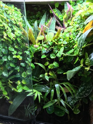 Terrarium decor kit extra - terrarium,