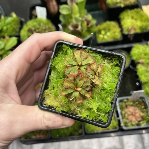 Drosera spatulata sundew - ,