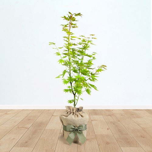 Gift wrapped japanese maple - wrapped,